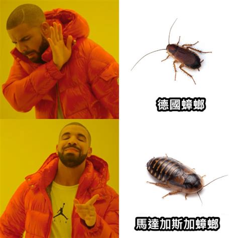 蟑螂螢火蟲梗圖